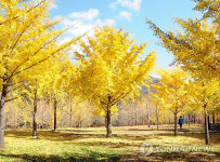 25년만에 개방된 홍천 은행나무숲