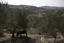 요르단강 서안의 올리브 전쟁