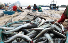 양미리 떼어 내는 손길 분주한 강릉 사천항