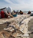 양미리 떼어 내는 손길 분주한 강릉 사천항