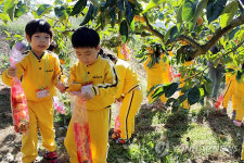 외국인 유학생들 단감 따기 너무 재밌어요