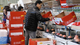 음성사과 올해도 대만 수출