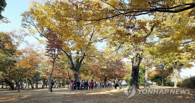 경주 계림의 가을