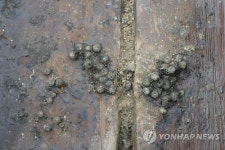 행복도시 예정지의 백제구슬