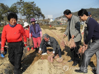  불우이웃에 전달될 세종시 고구마