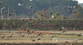 강릉 경포호 인근 찾은 겨울 철새