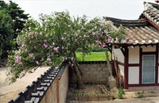 강릉ㆍ옹진 무궁화 천연기념물 예고