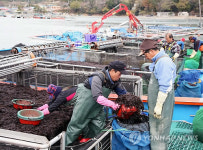 <카메라뉴스> 청정바다 완도 햇 물김 출하