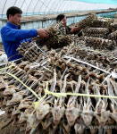 망둥어는 갯바람에 말려야 제맛