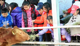 소 여물주기 체험
