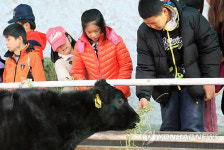 소 여물주기 체험