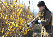 지금이 봄?..추위 속에 핀 개나리