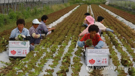 <카메라뉴스> 춘향골 상추 맛보세요