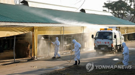 경북 안동 돼지 구제역 확진 판정(1보)