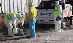  돼지에 소까지..안동 구제역 설상가상