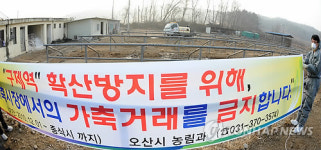 경기 오산 우시장 가축 거래 중단