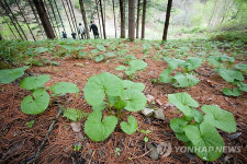 인제 진동계곡 곰취 향기 `솔솔~