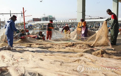 제철 맞은 까나리..어획량은 반토막