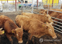대구.청도 구제역 의심신고 음성..당국안도(종합)