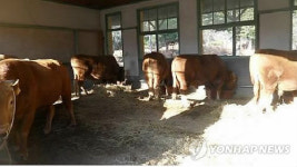 경북 영양서도 구제역 발생(1보)