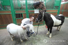 50㎝ 국내 최소 말 바우