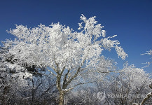 태백산 은빛 세상 변신