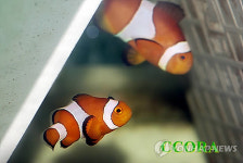 제주산 해수관상어 첫 수출