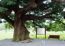 충남도 역사성 있는 6개 노거수 후계목 육성