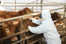 경북 안동ㆍ예천 구제역 백신접종(종합)