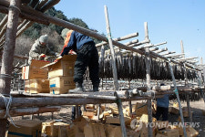 한파속 분주한 인제 용대리 황태덕장