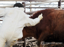 충주시 축산농가에 구제역 백신접종