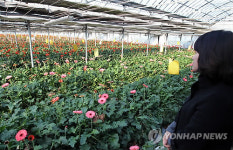 구제역 여파..경남 화훼농가 사중고