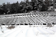 눈에 갇힌 인삼밭