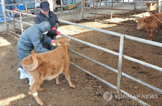 횡성 구제역 백신 예방 접종 본격 실시