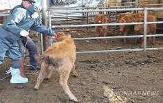 횡성 구제역 백신 예방 접종 본격 실시