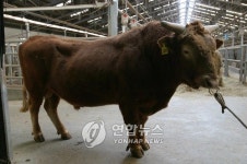 한우개량사업소 씨수소 백신 접종키로