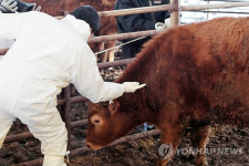 충북 괴산 한우농가 구제역 음성