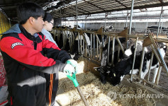 구제역 2곳 발생한 천안서 또 의심신고