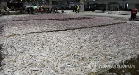 부산공동어시장에 오징어 가득