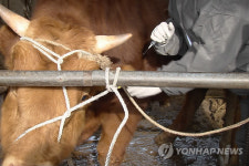춘천 구제역 예방접종