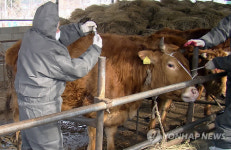춘천 구제역 예방접종