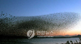 서천 금강하구 국제철새네트워크 가입