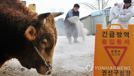 전국 최강 싸움소를 지켜라..구제역 노심초사