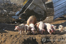 안락사 약물 다썼다 돼지 생매장..2차오염 비상
