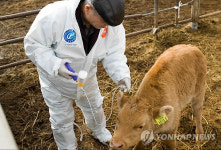 홍성.보령.청양 6일 구제역 백신접종 개시(종합)