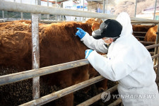 경주.봉화서 구제역 3건 발생