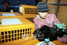 얄미운 AI..논산 오골계 세번째 피난길