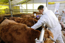 수도권 한우 구제역 백신 접종 완료