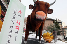 소야 돼지야 건강하게 자라다오