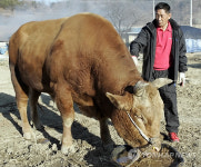구제역 확산에 경남 싸움소 사육농가들 비상